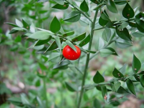 Ruscus Aculeatus Saponins 